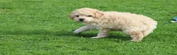 Poochon dogs for sale: Beautiful Poochon puppies for sale  - Advert 5