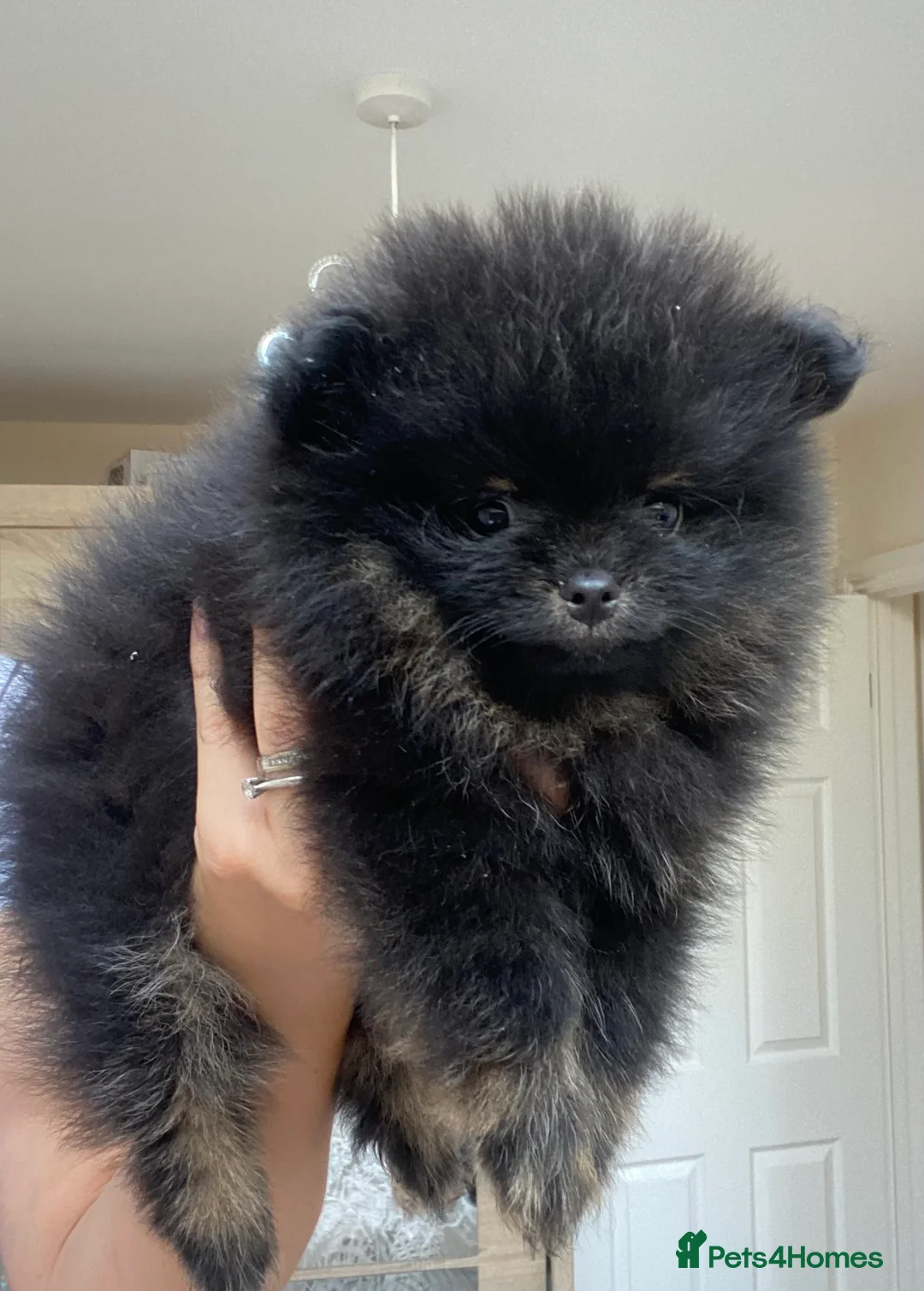 Pomeranian dogs for stud: 1.8kg Tiny Choco Carry Tan Blue Lilac DNA tested in Rotherham - Advert 16