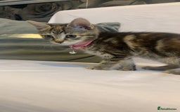 Mixed Breed cats for sale: Jelly bean looking for her forever home 🏡 🫘 🥰 - Image 7
