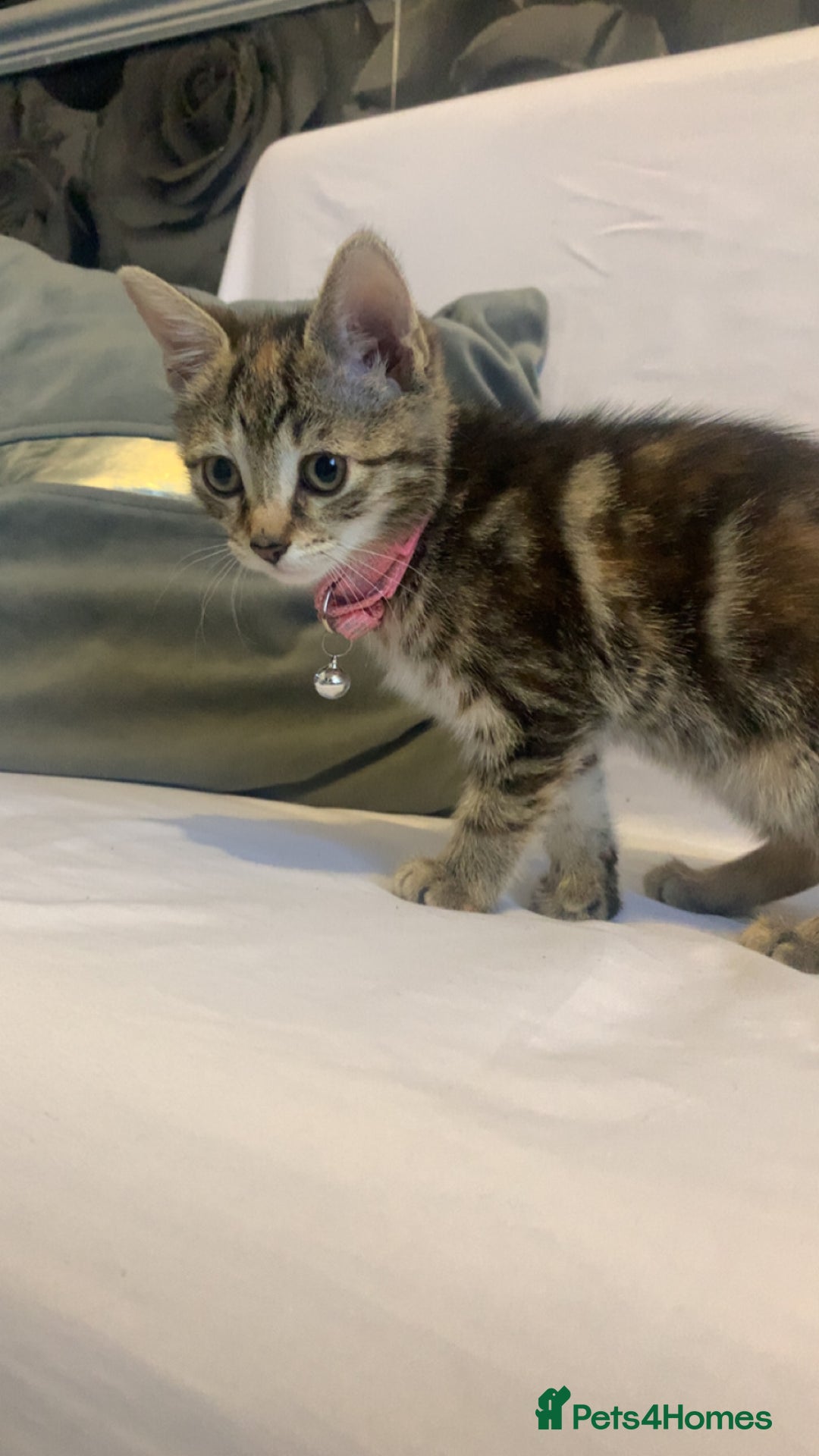 Mixed Breed cats for sale: Jelly bean looking for her forever home 🏡 🫘 🥰 - Image 7