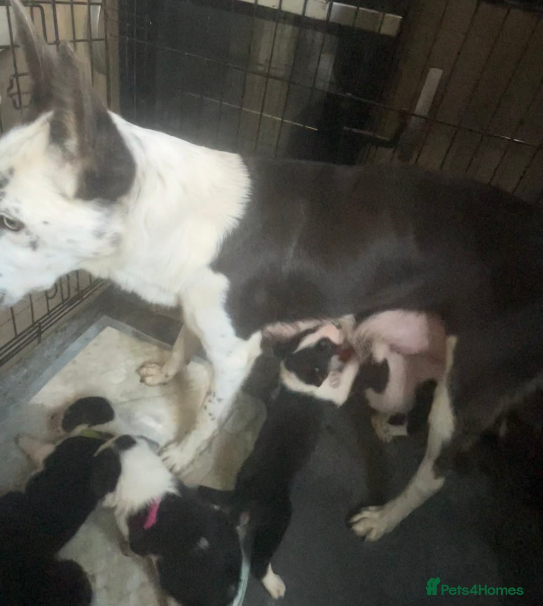Border Collie dogs for sale: Border collie puppies - Image 23