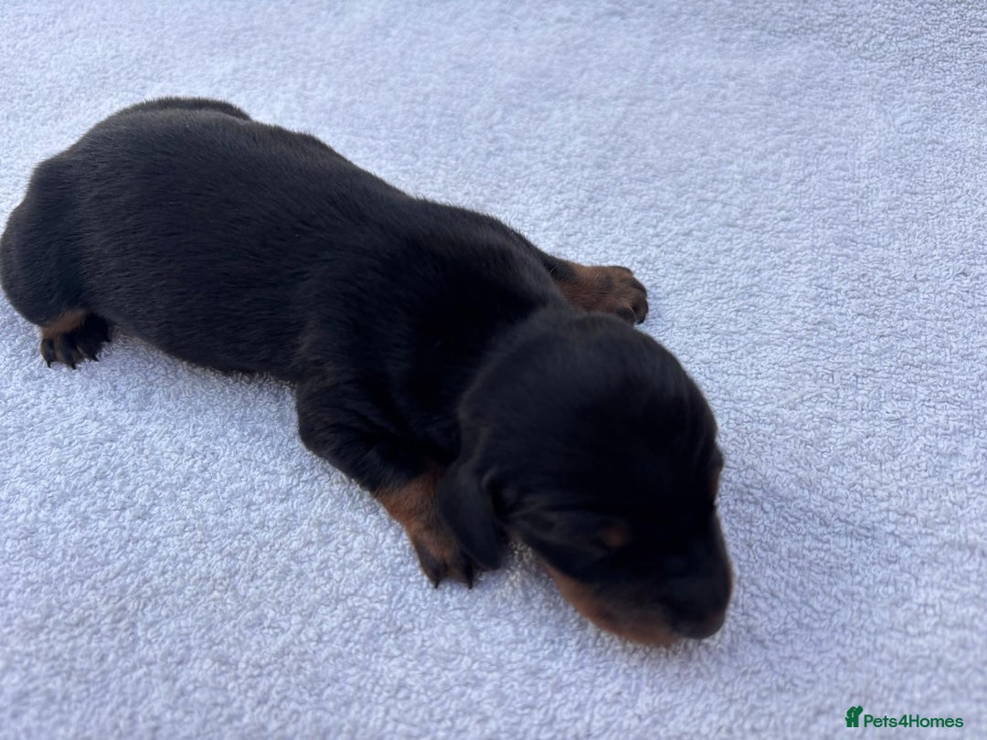 Miniature Dachshund dogs for sale: Mini Dachshund  - Image 19