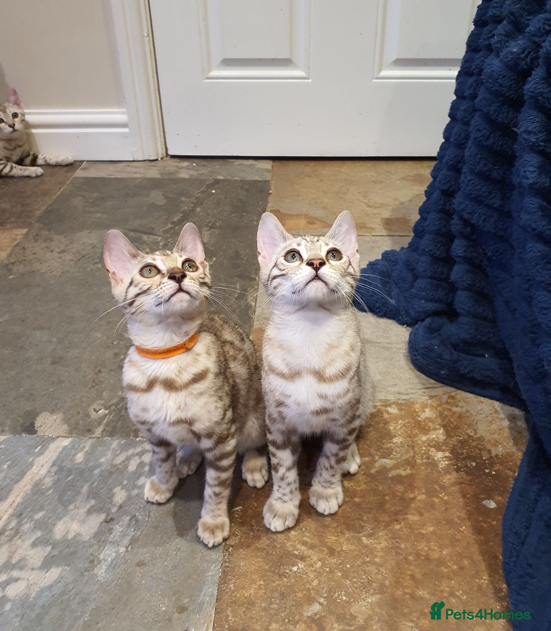 Bengal cats 🐆💕Very Beautiful Tica Registered Bengal Kittens. - Advert 2