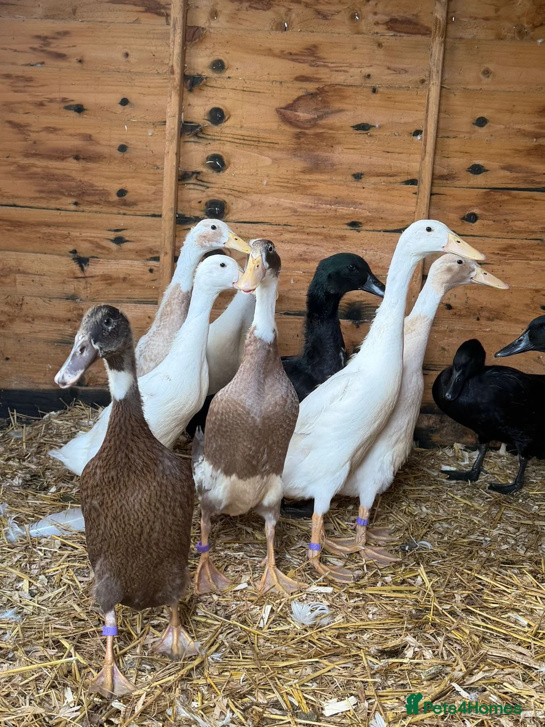 Ducks poultry for sale: Runner ducks - Advert 3