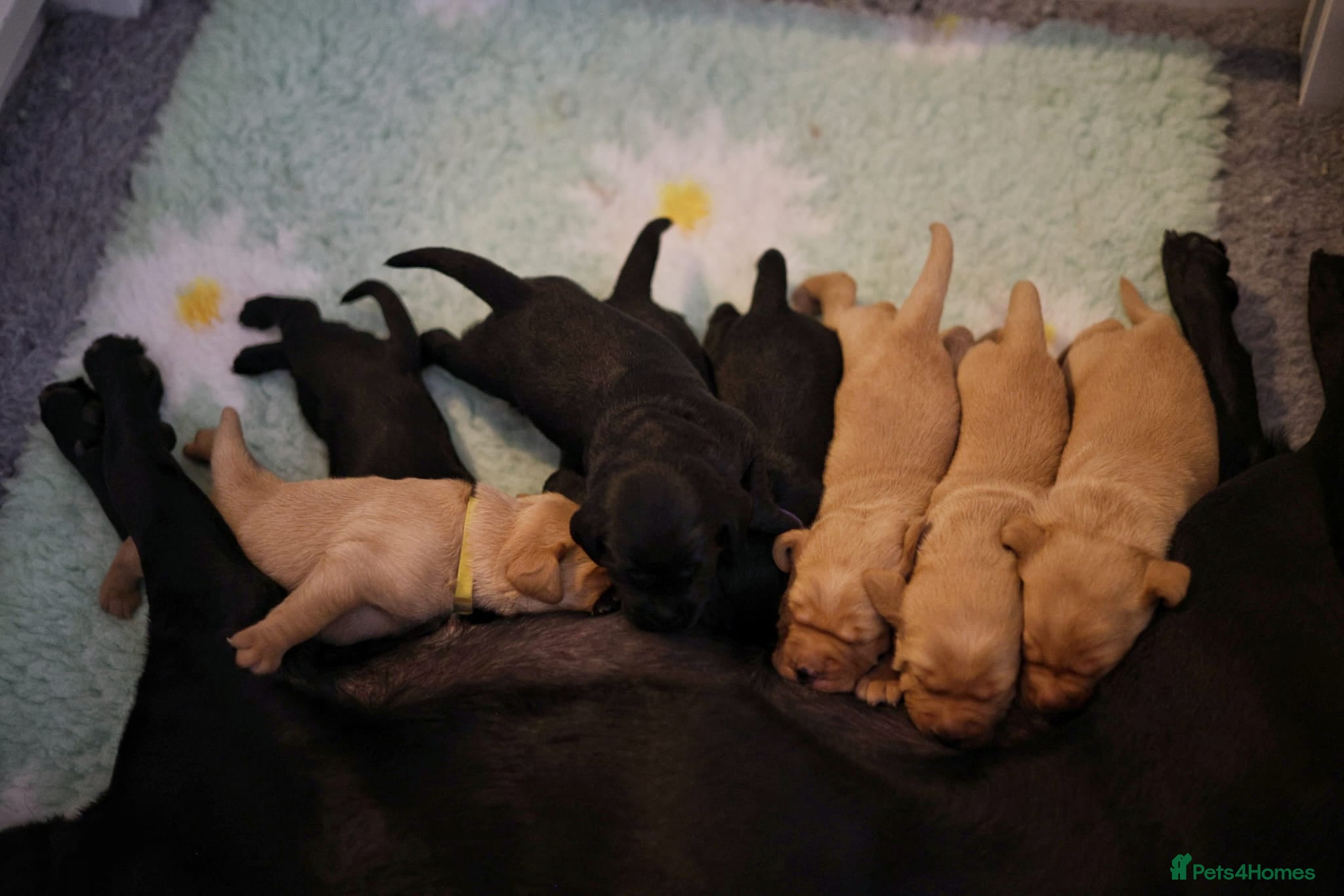 Labrador Retriever dogs for sale: Labrador Puppies – Black & Fox Red in Peterborough - Advert 2