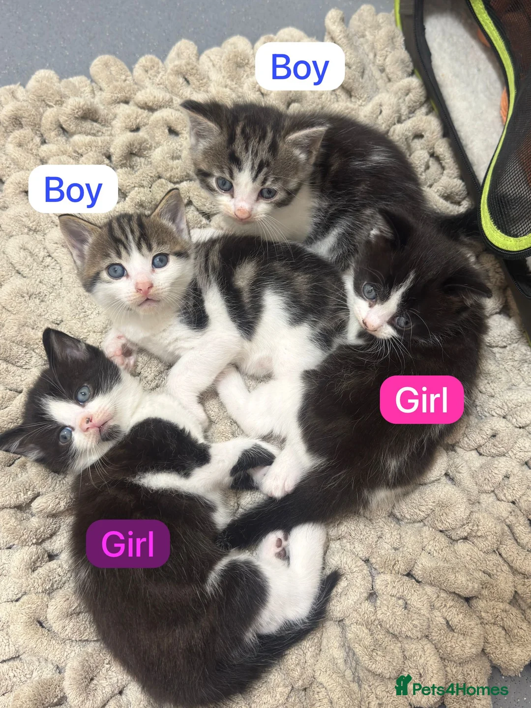 Mixed Breed cats for sale: Russian Blue x Tabby in Feltham - Advert 1