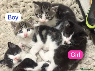 Mixed Breed cats Russian Blue x Tabby - Advert 4