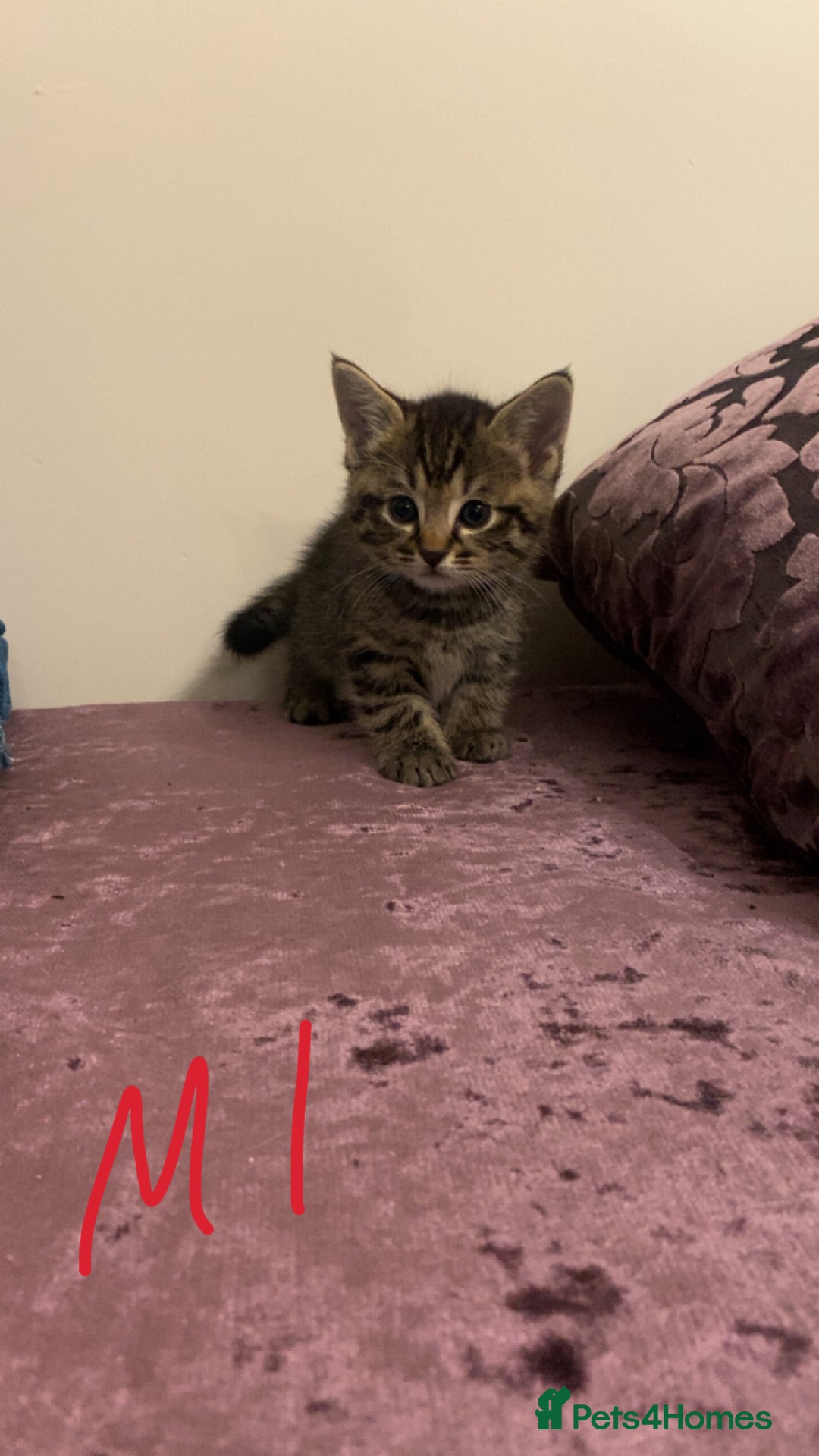 Mixed Breed cats for sale: 4x Tabby😻Babies ready ✅  - Advert 6