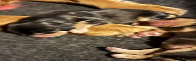 DAKOTA SPORT RETRIEVER