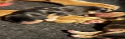 Mixed Breed dogs for sale: Mini golden retrievers ( DAKOTA SPORT RETRIEVERS)  - Advert 20