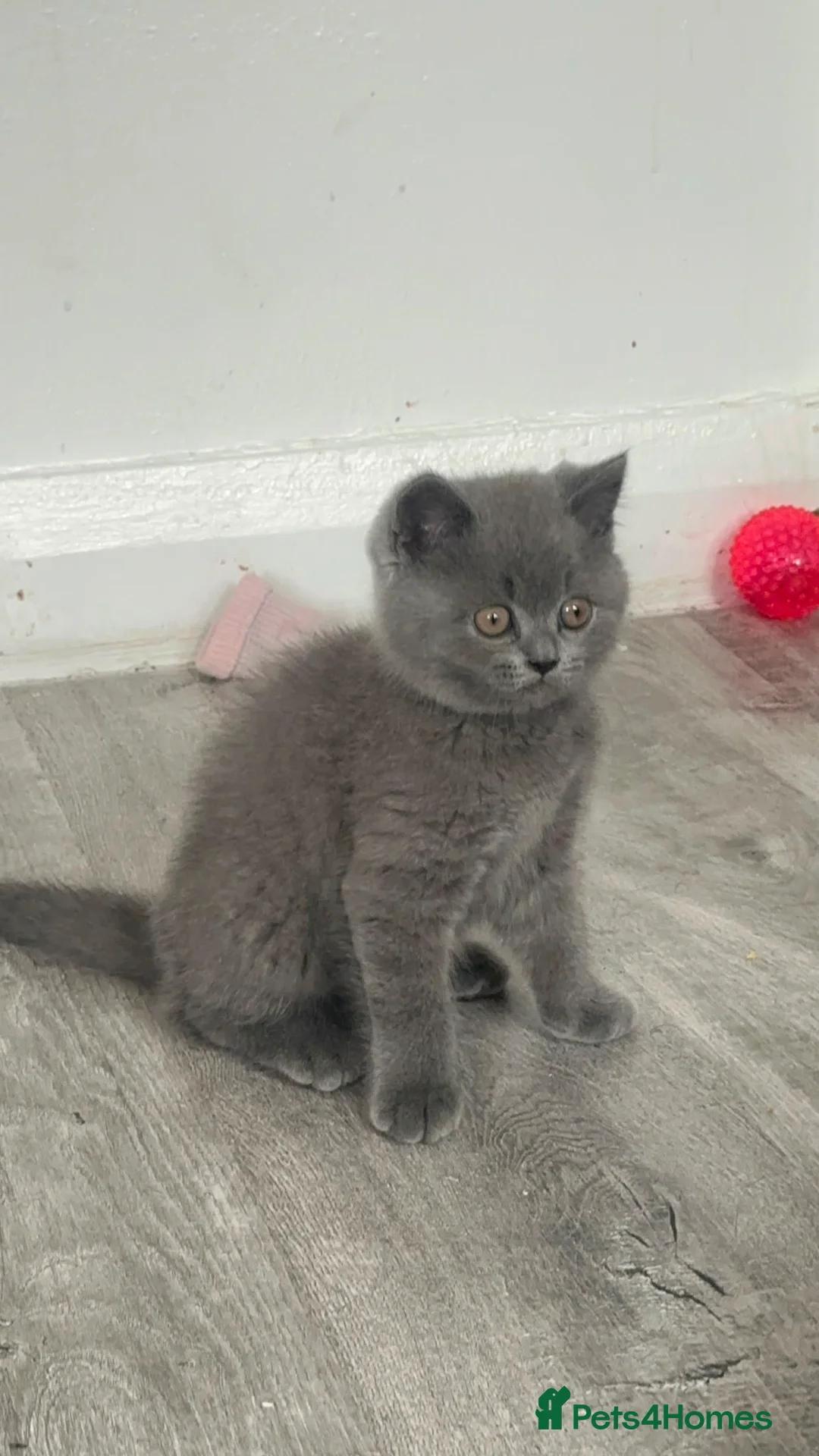 British Shorthair cats for sale: Pure British Shorthairs from 5 bloodline  - Advert 14