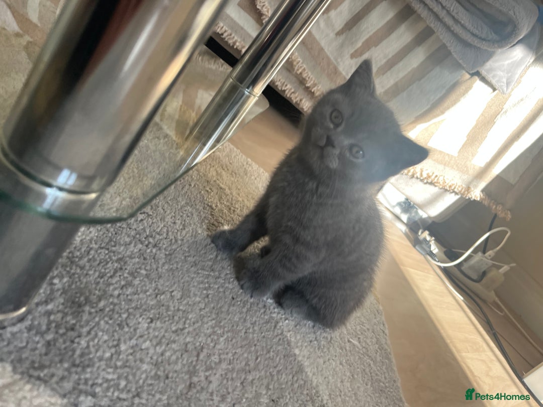 British Shorthair cats for sale: Adorable British short hair kitten- one male left - Image 12