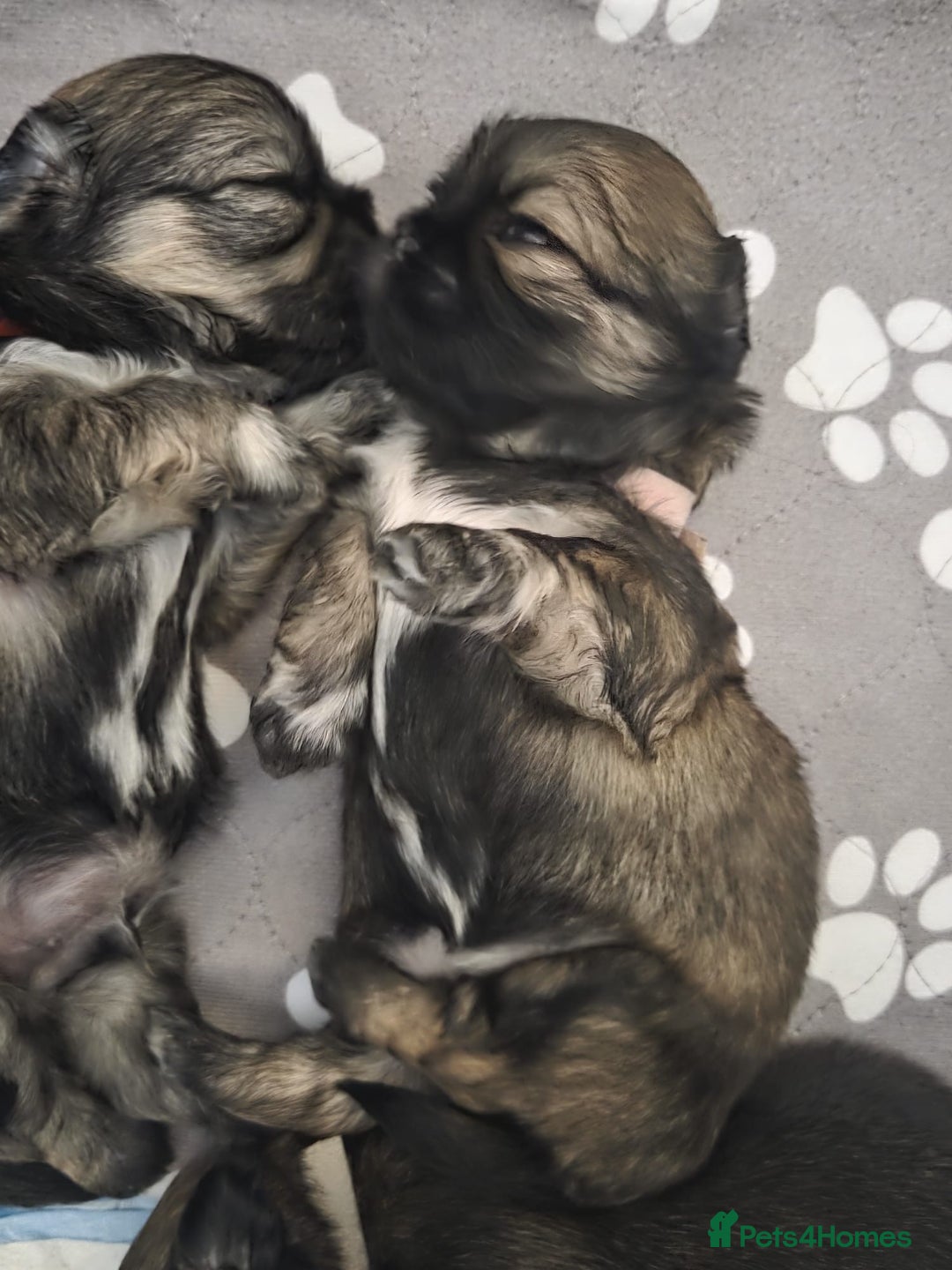 Shih Tzu dogs for sale: Shih tzus  - Image 16