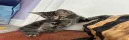 Mixed Breed cats for sale: Kittens for sale - Advert 7