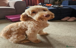 Goldendoodle dogs for sale: Goldendoodle  - Image 2