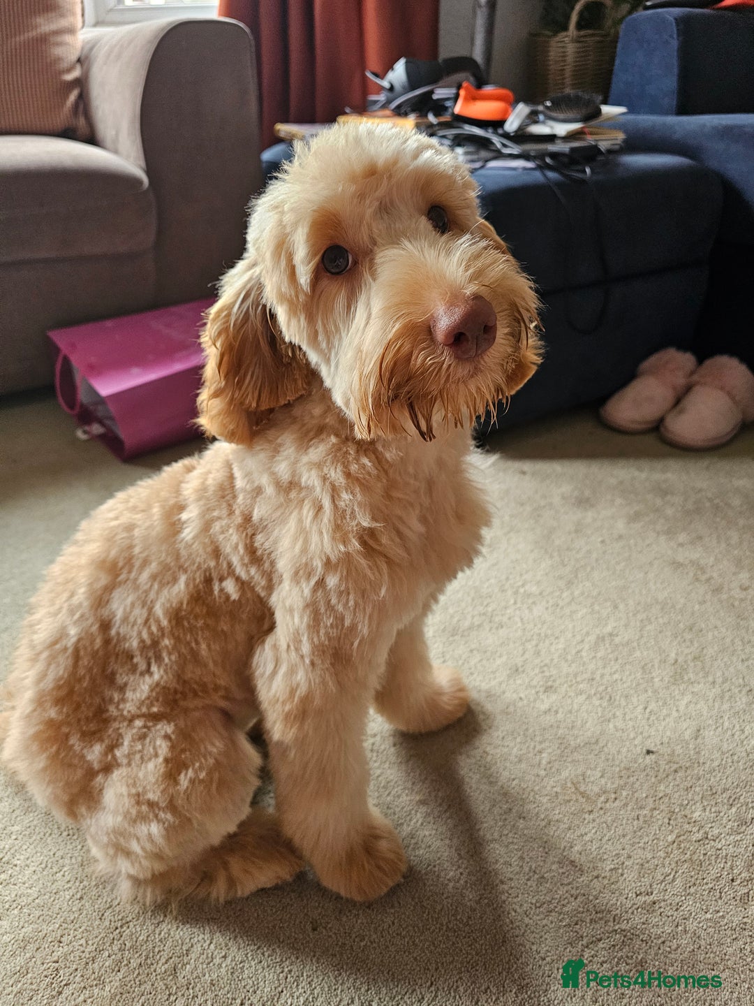 Goldendoodle dogs for sale: Goldendoodle  - Image 2