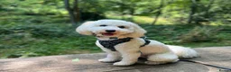Miniature Poodle dogs for stud: PROVEN Miniature Merle Poodle 🩷🌸 - Advert 9