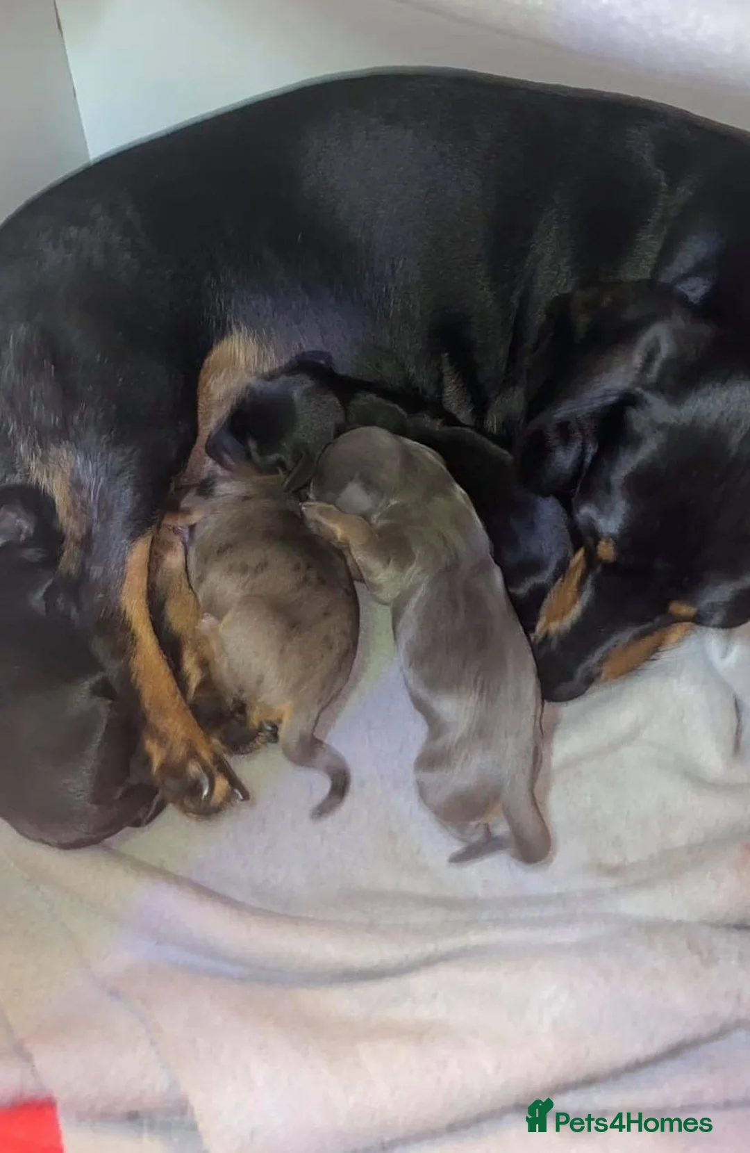 Dachshund dogs for stud: Mini Smooth KCReg Silver Dapple Health Tested Stud in Irvine - Advert 13