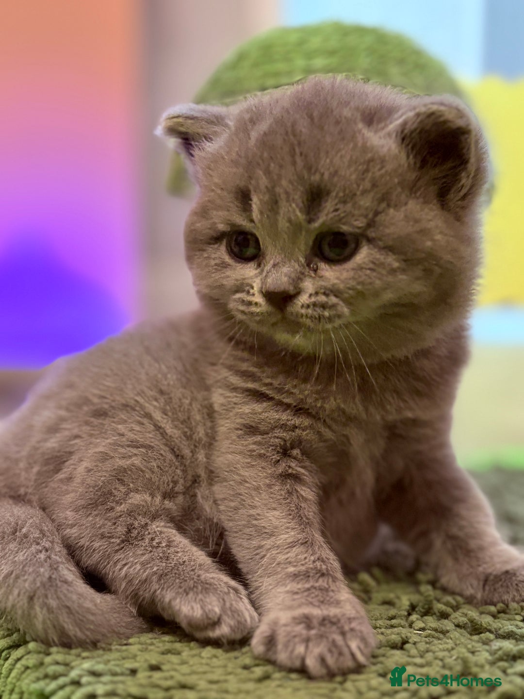 British Shorthair cats for sale: Beautiful GCCF Registered MultiColoured BSH kitte  - Advert 21