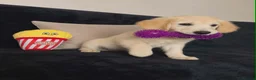 Golden Retriever dogs for sale: Golden retriever - Advert 8