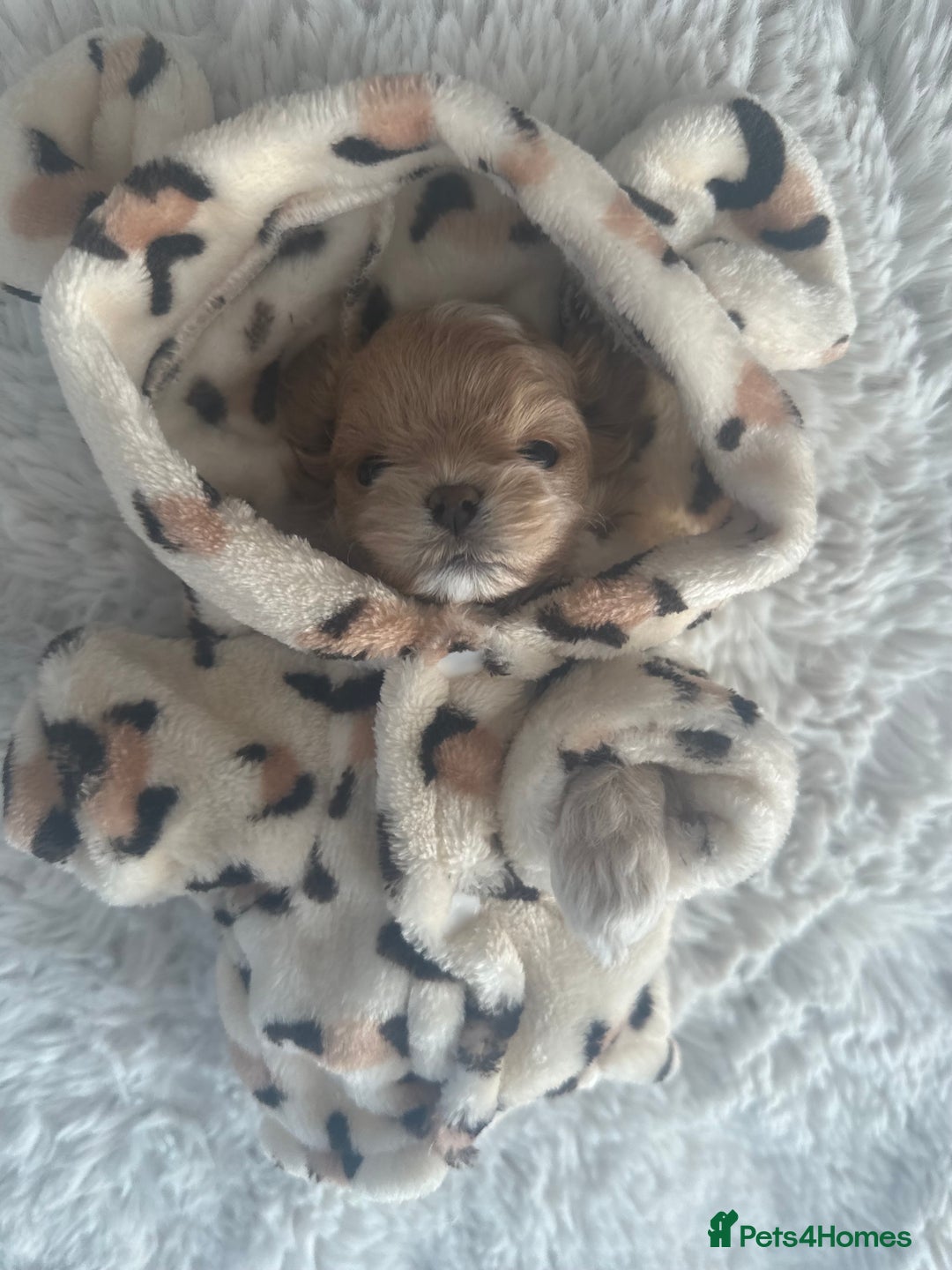 Maltipoo dogs for sale: 🧸🩷 Incredible Asian Maltipoo GIRLS 🩷🧸 - Image 8