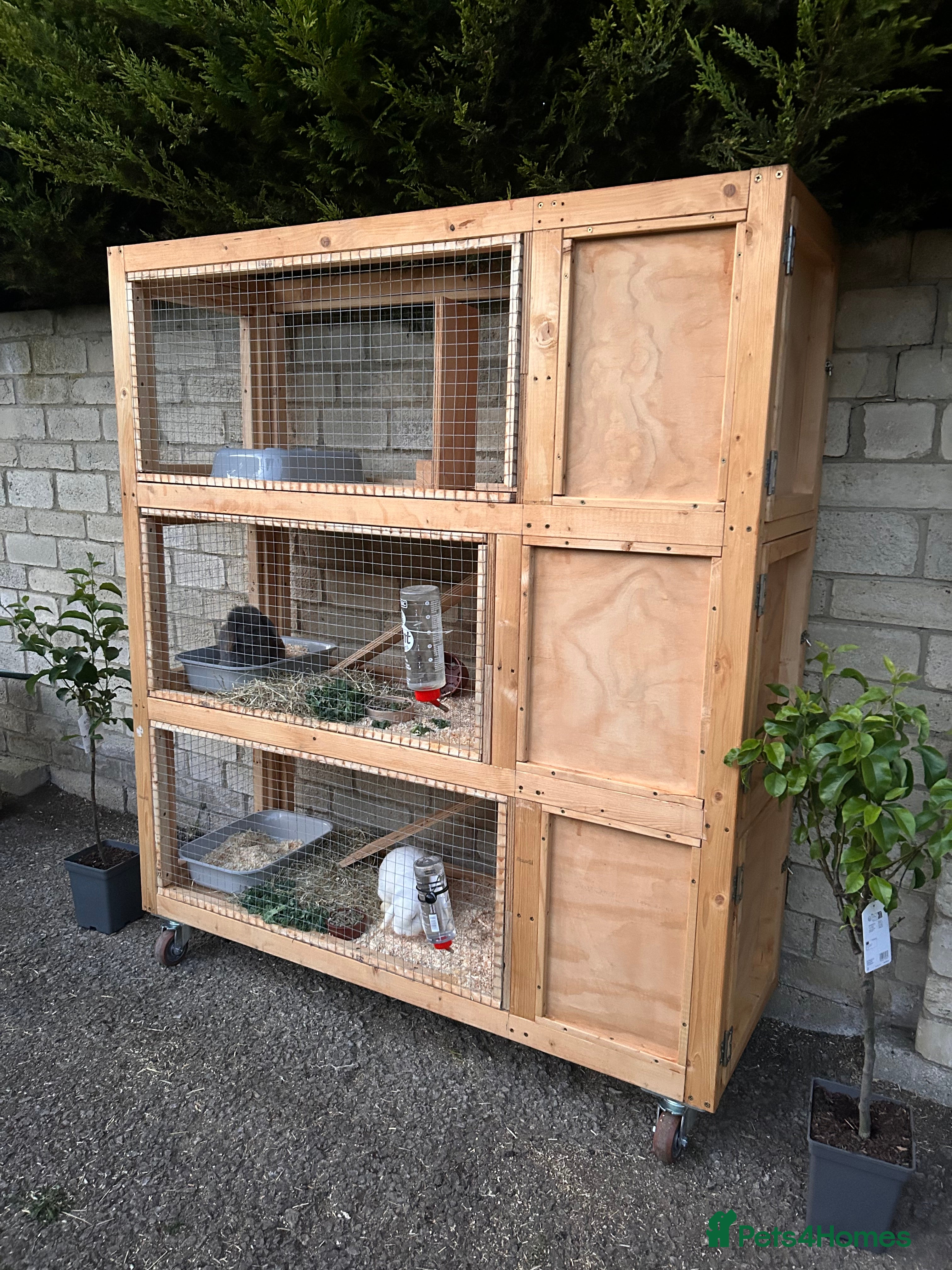 Mini Lop rabbits Two bonded mini lops for rehoming - Advert 14