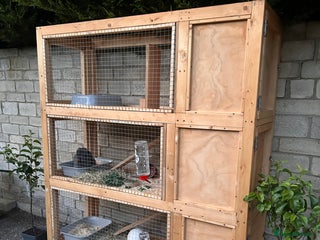 Mini Lop rabbits for sale: Two bonded mini lops for rehoming - Advert 1