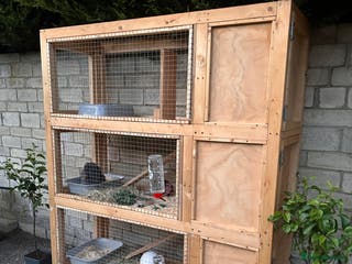 Mini Lop rabbits Two bonded mini lops for rehoming - Advert 8