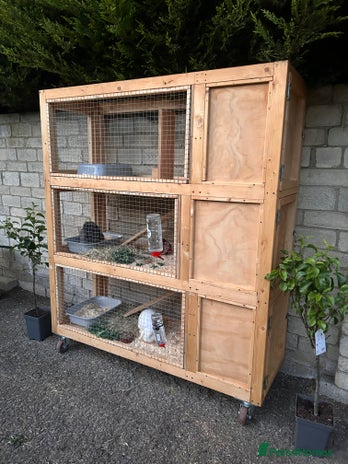 Mini Lop rabbits Two bonded mini lops for rehoming - Advert 1