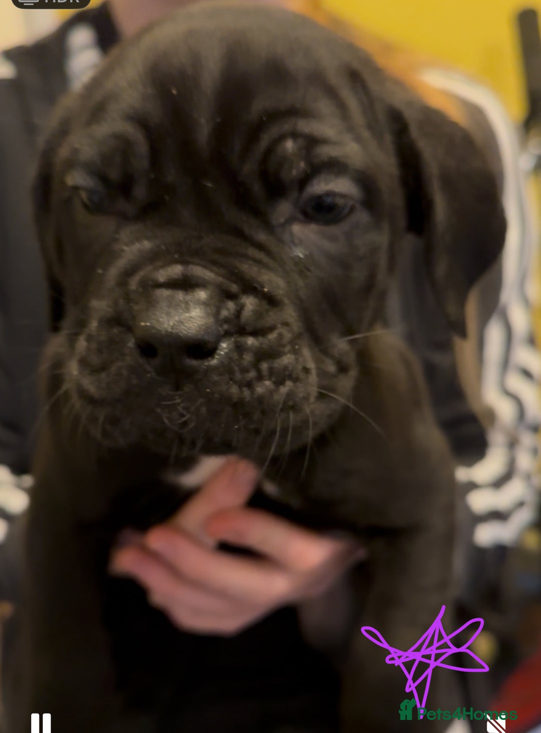 Cane Corso dogs for sale: Cane Corse Puppies - Advert 8
