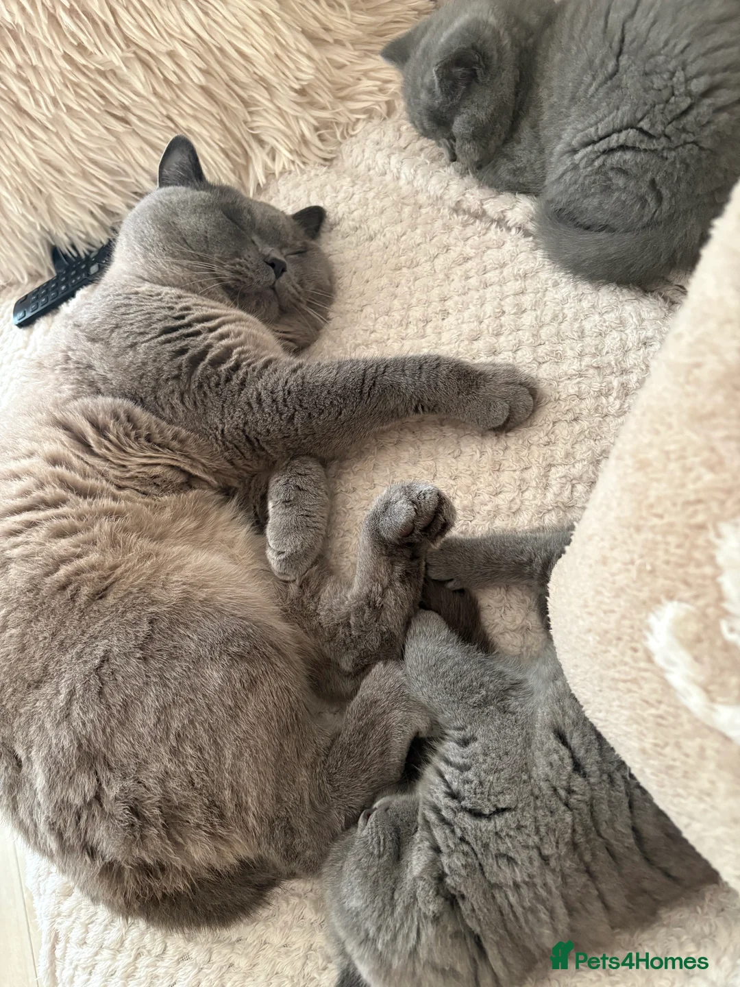 British Shorthair cats for sale: Pru and piper babies  - Advert 7