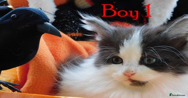 Maine Coon cats - Advert 11