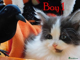 Maine Coon cats - Advert 2