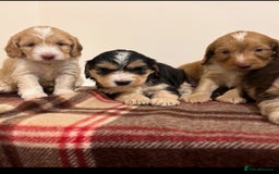 Cockapoo dogs for sale: stunning toy cockapoo  - Advert 30