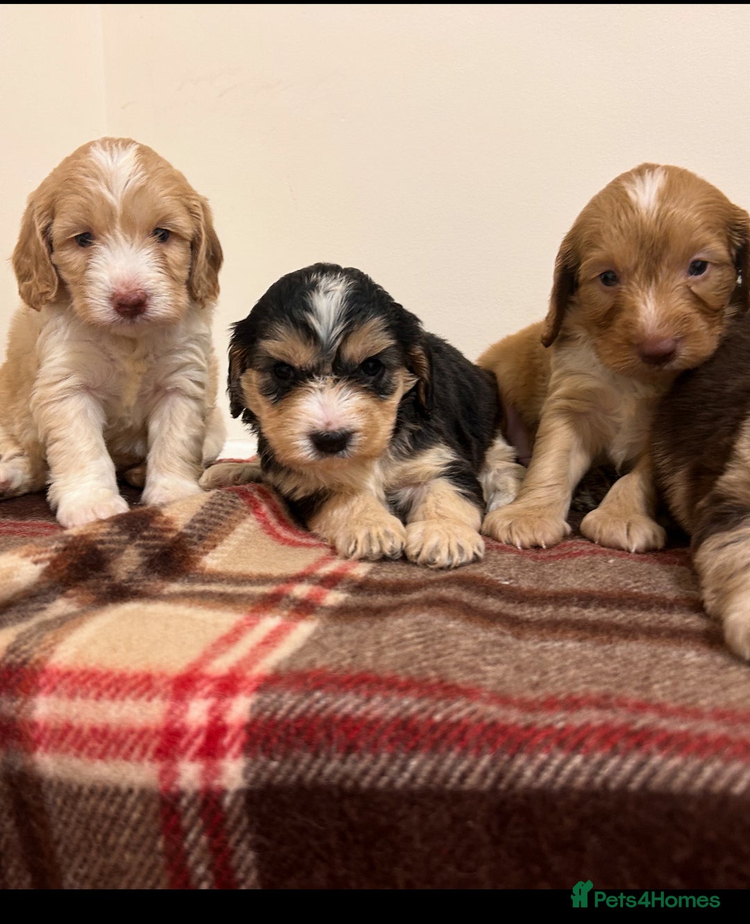 Cockapoo dogs for sale: stunning toy cockapoo  - Advert 30