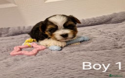 Biewer Terrier dogs for sale: Yorkshire Biewer Terrier Puppies - Advert 3