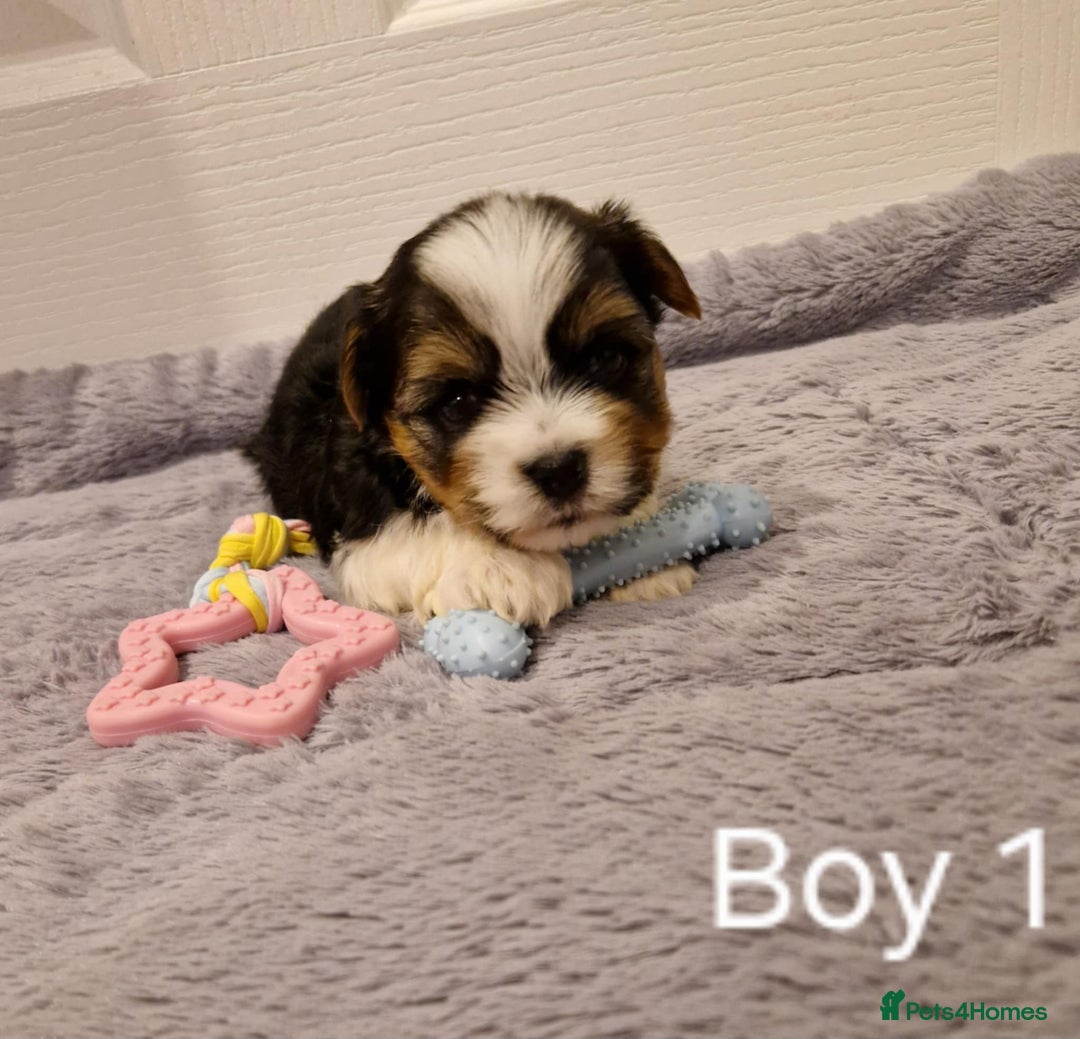 Biewer Terrier dogs for sale: Yorkshire Biewer Terrier Puppies - Advert 3