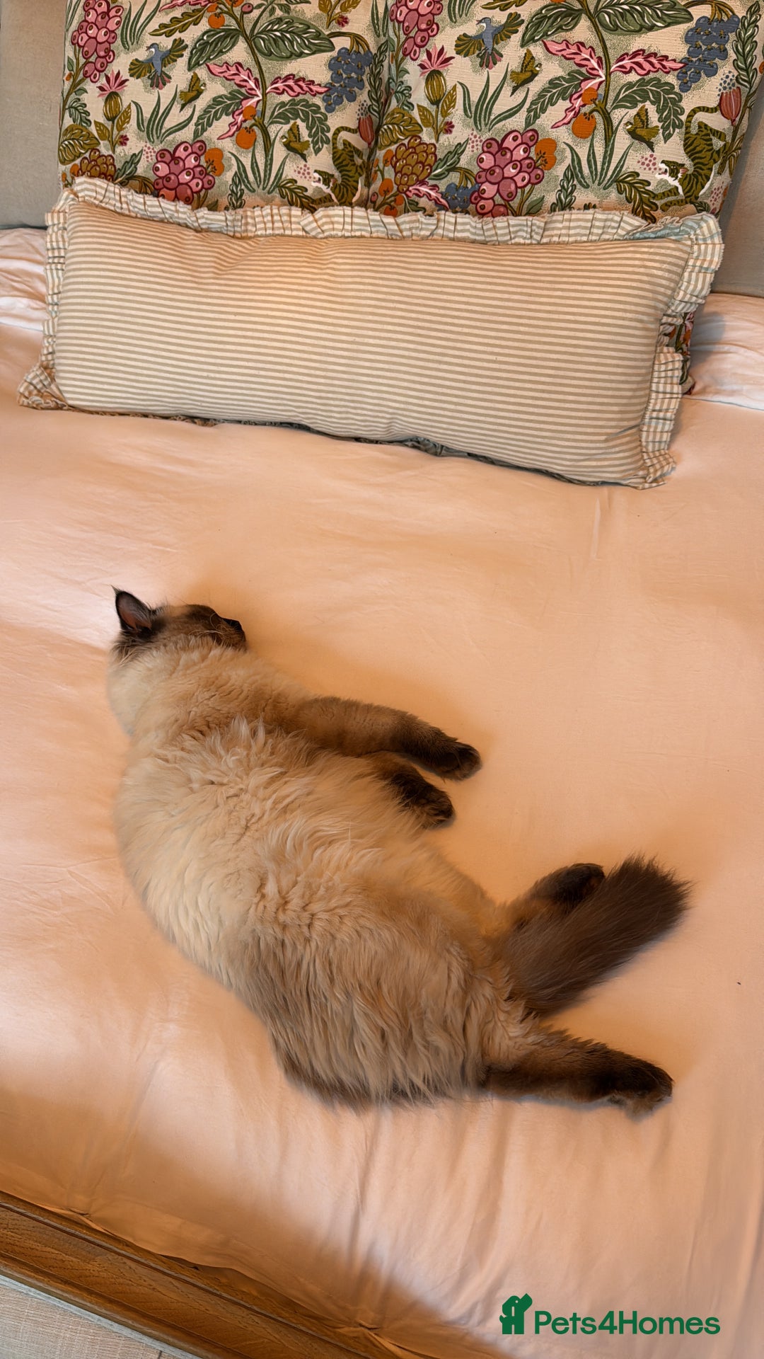 Ragdoll cats for sale: Ragdoll Boy for Rehoming - Advert 3