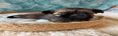 Shih Tzu 4