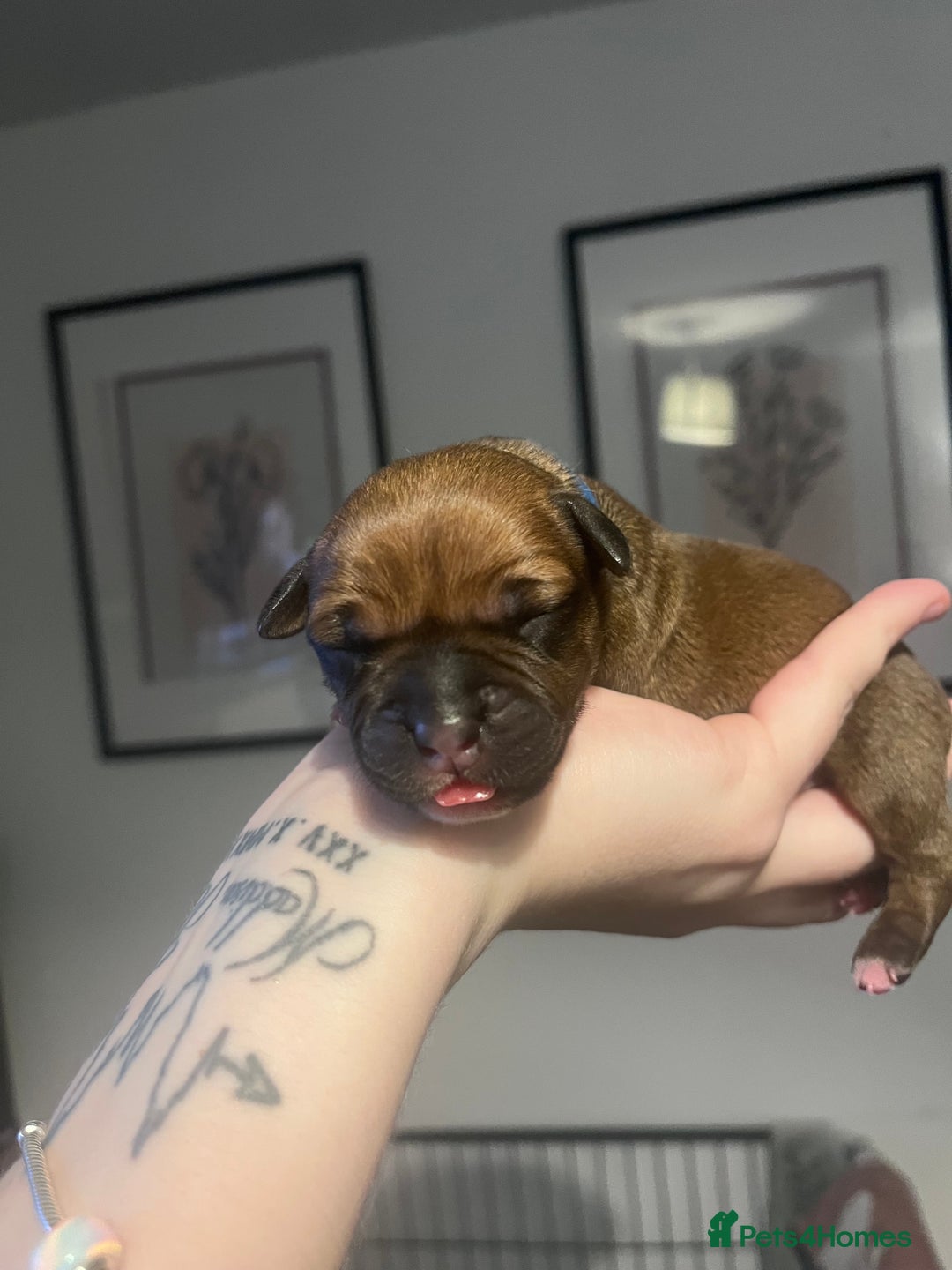Staffordshire Bull Terrier dogs for sale: Red staffy pups  - Advert 14