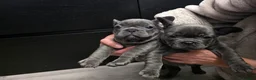French Bulldog dogs for sale: 2 female blue french bulldogs for a new home in Dagenham - Advert 3