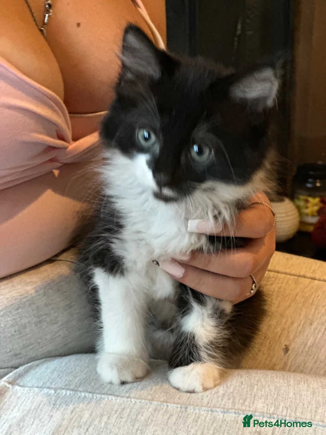 Mixed Breed cats for sale: Mixed breed Tuxedo male kitten  - Advert 9