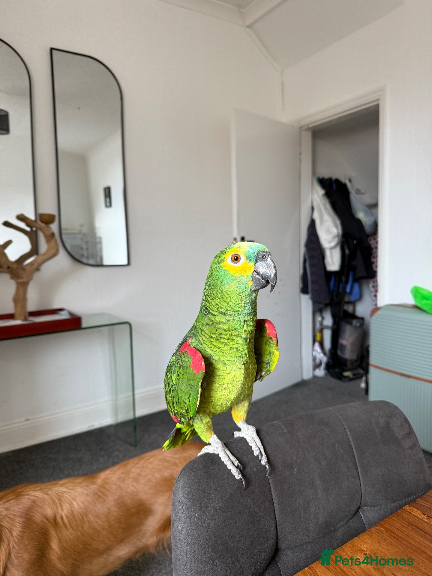 Parrots birds Blue Fronted Amazon parrot 🦜  - Advert 2