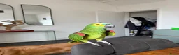 Parrots birds for sale: Blue Fronted Amazon parrot 🦜  - Advert 1