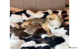 Chihuahua dogs for sale: Health tested & KC Reg Chocolate sable boy left! - Advert 13