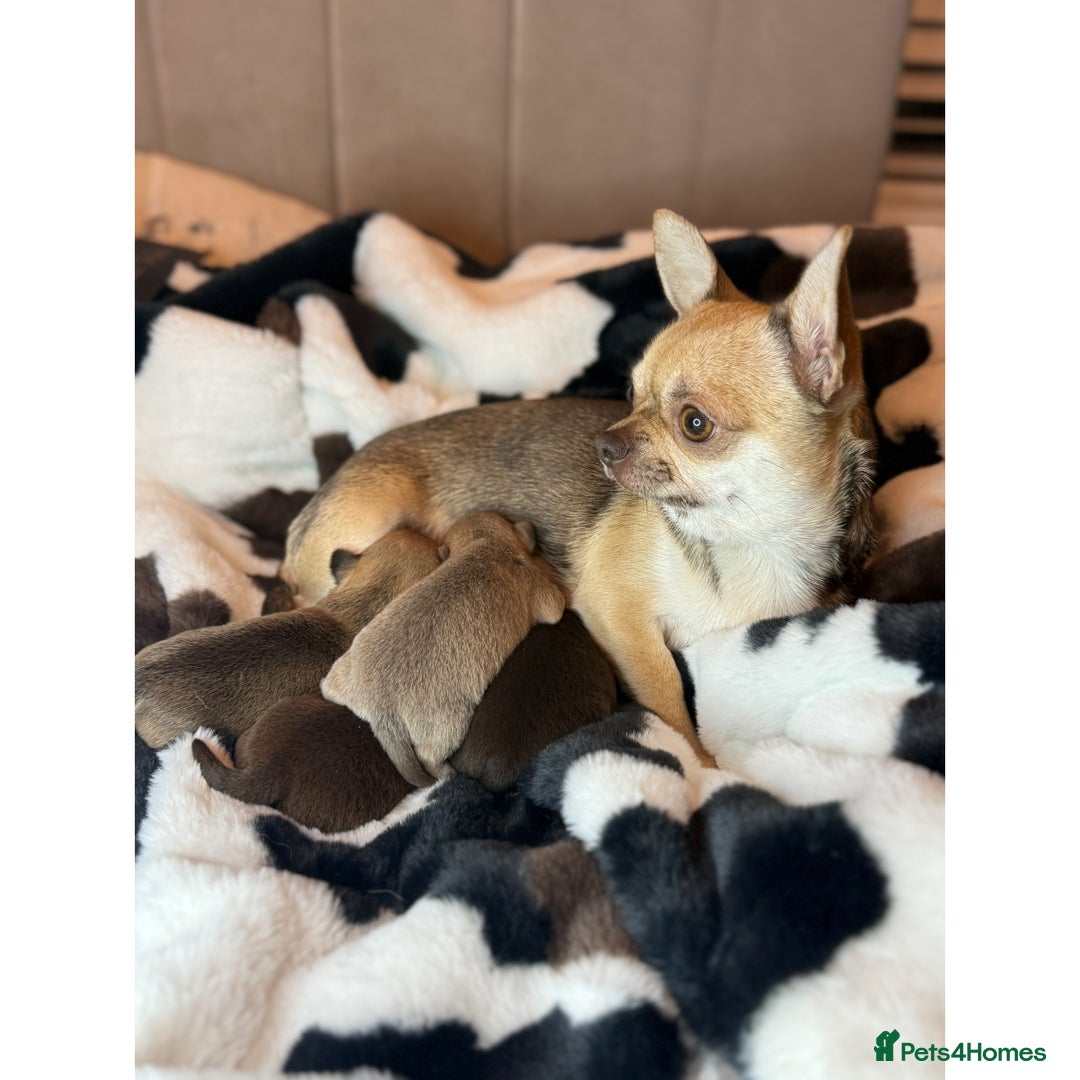 Chihuahua dogs for sale: Health tested & KC Reg Chocolate sable boy left! - Advert 13