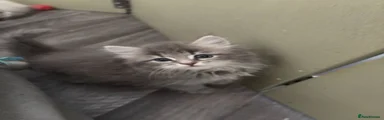 Siberian Kitten 3