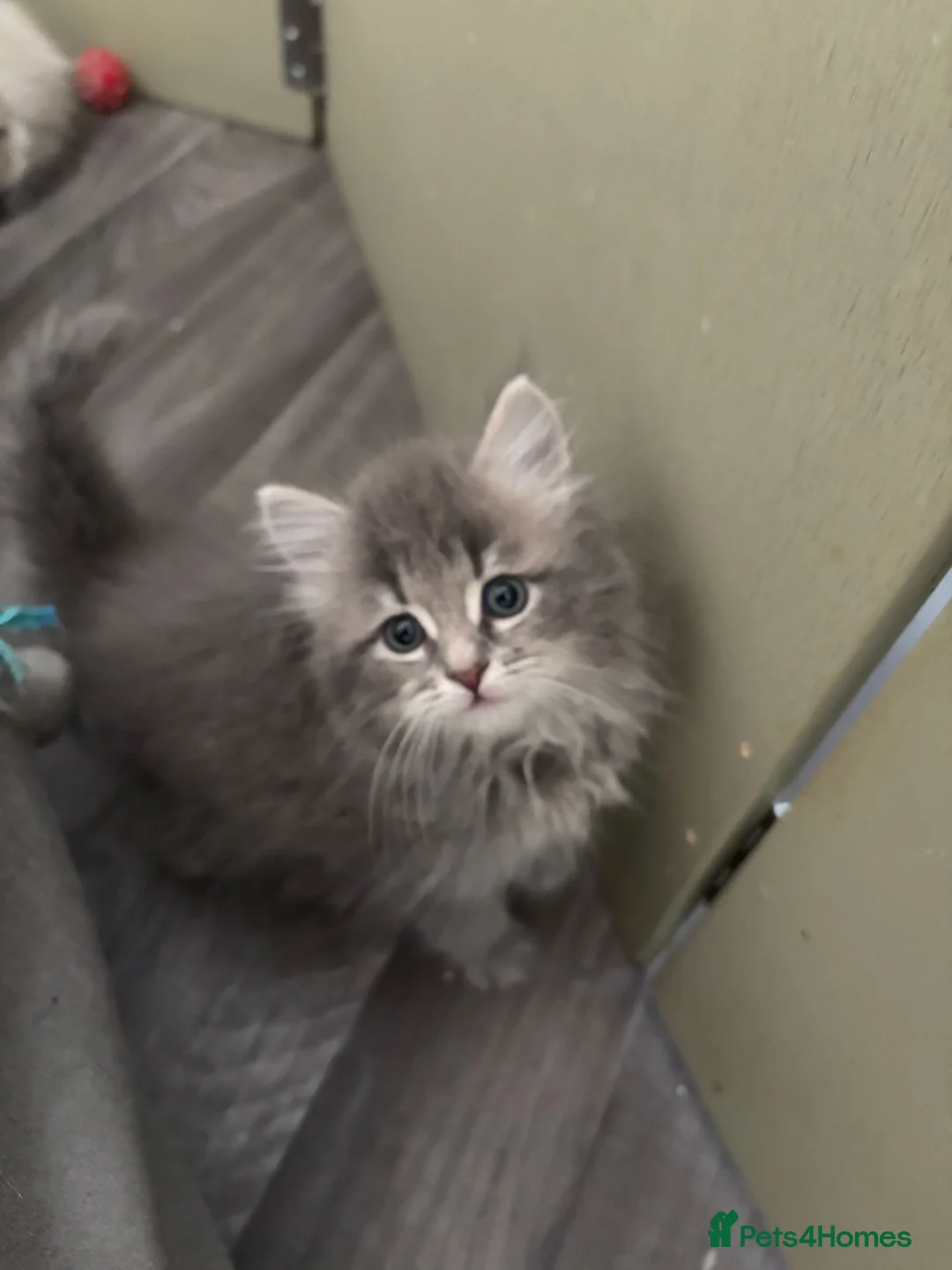 Siberian cats for sale: Siberian kittens  - Advert 2
