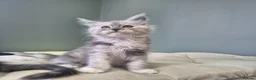 Maine Coon cats for sale: Black smoke and Silver kittens - Advert 8