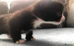 Mixed Breed cats for sale: 5 kittens for sale - Advert 2